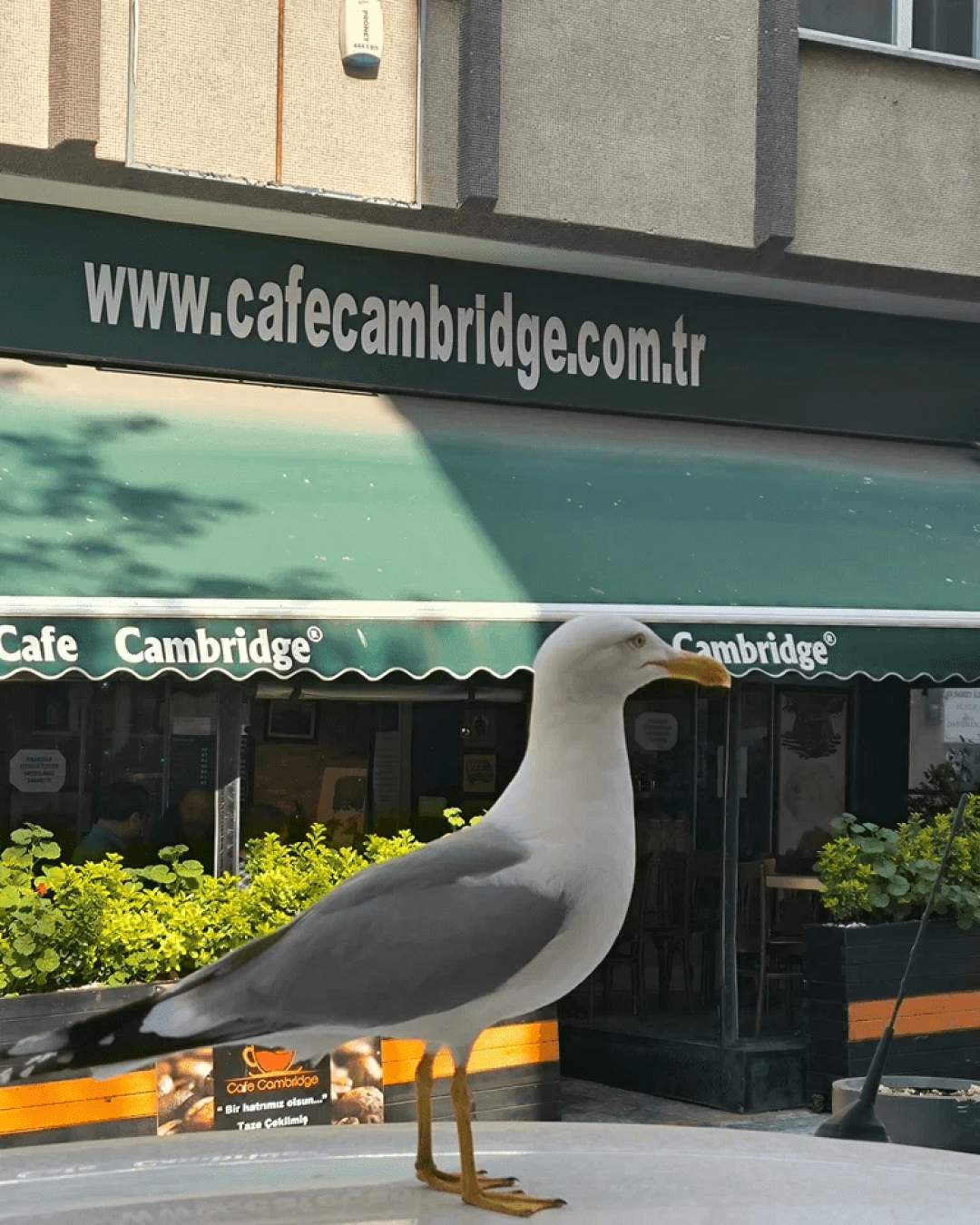 Cafe Cambridge